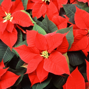 Poinsettia — Spirit Club Fundraiser